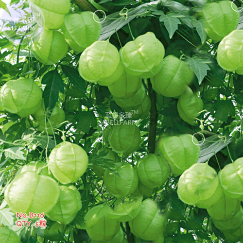 BELLFARM Heart-pea Candiospermum halicacabum Ornamental Vine Plant Seeds, 5 seeds, original pack, heart-seed interestional climb