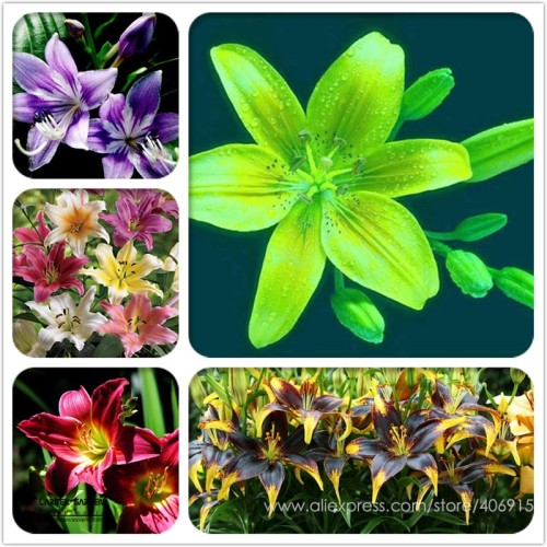 Heirloom Lilium Lily Flower Fragrant Perennial Flower Cheap Optimized 50 Seeds E3455