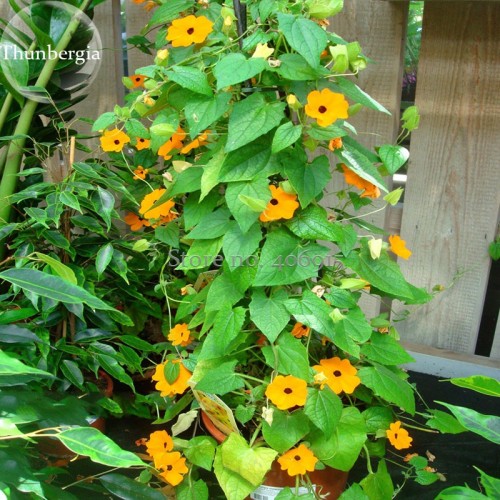 Thunbergia Orange - Black Eyed Susan Vine Morning Glory Climbing Flowers, 20 seeds, very beautiful light up your garden E3724
