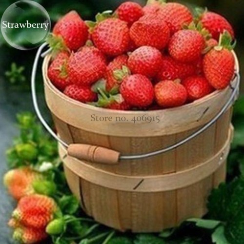 Mixed 4 Types of Blue Purple White Red Strawberry, 100 Seed, delicious fruit bonsai fruits E3829