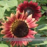 'Cherry Rose Hybrid' Dark Red Ornamental Sunflower Seeds, Professional Pack, 20 Seeds / Pack, Very Rare Flowers