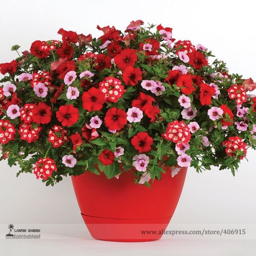 Park's Glamorous Girl Mixed Garden Paetuni Seeds, Professional Pack, 100 Seeds / Pack, Lipstick Candy Hearts and Feminine Beauty