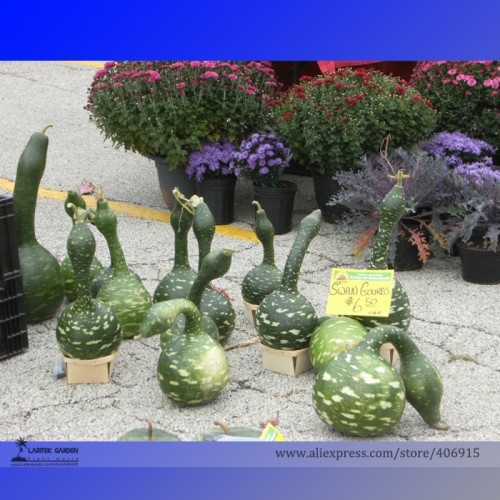 Heirloom Speckled Swan Gourd Lagenaria Siceraria Seeds, Professional Pack, 10 Seeds / Pack E3334