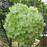 BELLFARM Green Hydrangea Flower Seeds, 20 seeds, professional pack, giant big blooms perennial shrubs garden plants BD170H