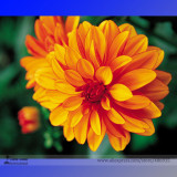 Heirloom Rare Different Types of Dahlia Flower Hybrid Seeds, Professional Pack, 50 Seeds / Pack, 100% True Varieties E3238