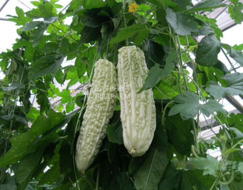 BELLFARM Bitter Gourd White Big Long Vegetable Seeds, 30 seeds, original pack, disease-resistant heat-resisting high yield