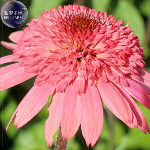BELLFARM Echinacea Mixed 9 Colors Big Blooms Perennial Flower Seeds, 200 seeds, professional pack, heirloom hybrid coneflowers