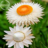 White Strawflowers Helichrysum bracteatum, 30 seeds, very beautiful flowers light up your garden E3750