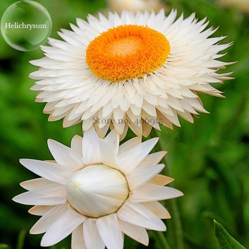 White Strawflowers Helichrysum bracteatum, 30 seeds, very beautiful flowers light up your garden E3750
