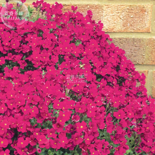 BELLFARM Aubrieta Red Cascade Perennial Flower Seeds, 100 seeds, professional pack, ground-cover cascading plant