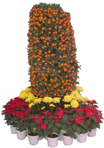 Small Potted Edible Orange Bonsai Organic Seeds, Professional Pack, 20 Seeds / Pack, Tasty Sweet Fruit Ornamental Indoor Plants
