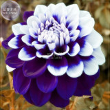 BELLFARM Dahlia Mixed Seeds, 50 seeds, professional pack, perennial dahlias for DIY home garden rare flowers