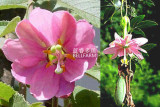 BELLFARM Banana Passion Fruit Seeds, 30 seed, professional pack, pink flower tropical garden passiflora