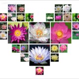 Rare Mixed Colors Lotus Beautiful Flowers, 20 Seeds, new long flowering attractive butterfly light up your garden E3705