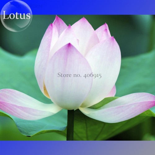 Heirloom Big Blooming White Lotus Nelumbo Nucifera with Pink Edge, 2 Seeds, light fragrant ornamental flowers E3554