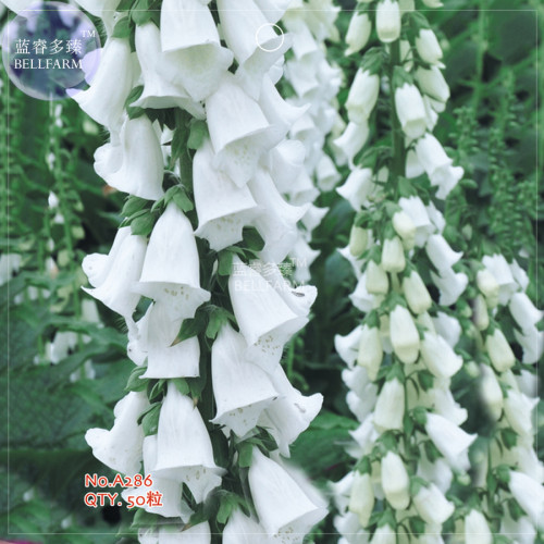 BELLFARM White Foxglove Digitalis purpurea Perennial Flower Seeds, 50 Seeds, original pack, perennial root herbs plants