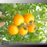 Heirloom Organic Yellow Truss Tomato Middle-sized Fruits Seeds Tasty Juicy Sweet