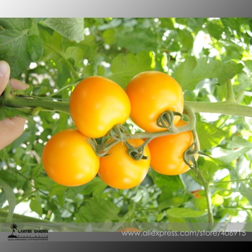 Heirloom Organic Yellow Truss Tomato Middle-sized Fruits Seeds Tasty Juicy Sweet