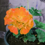 BELLFARM Geranium Golden Dense Ball-shaped Big Blooms Bonsai Flowers, 10pcs Seeds, Heirloom Garden Pelargonium hortorum