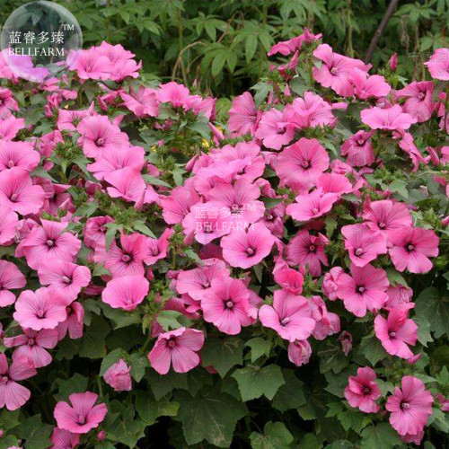 BELLFARM Lavatera arborea Tree Mallow Flower Seeds, 30 seeds, beautiful ornamental garden big flowers
