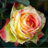 Large Light Yellow Rose Flower Seeds, Professional Pack, 50 Seeds / Pack, Light Fragrant Rose #LG00035