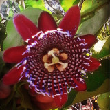 BELLFARM Passiflora Alata Winged-stem Passion Flower Seeds, 30 seeds, professional pack, fragrant grenadilla red flowers BD171H