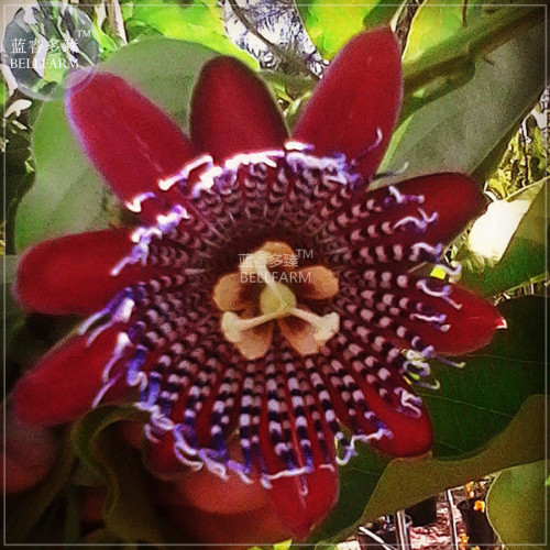 BELLFARM Passiflora Alata Winged-stem Passion Flower Seeds, 30 seeds, professional pack, fragrant grenadilla red flowers BD171H