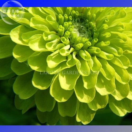 Zinnia Dahlia Giant Lime Queen Zinnia Elegans, Professional Pack, 50 Seeds, Envy Double Green Fliowers  E4024