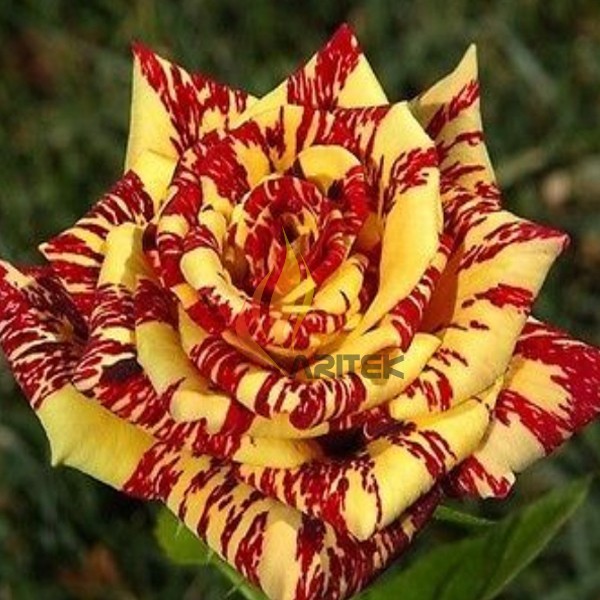 1 Professional pack, 200 seeds / pack, 'George Burns' Striped Roses, ROSE BUSH YELLOW WITH BURGUNDY STRIPED