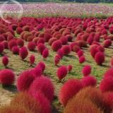 Kochia Scoparia Burning Bush Grass Green Red Mixed, 200 seeds, ornamental shrub grass E3918