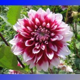 Heirloom Rare Different Types of Dahlia Flower Hybrid Seeds, Professional Pack, 50 Seeds / Pack, 100% True Varieties E3238