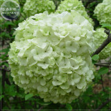 BELLFARM Green Hydrangea Flower Seeds, 20 seeds, professional pack, giant big blooms perennial shrubs garden plants BD170H