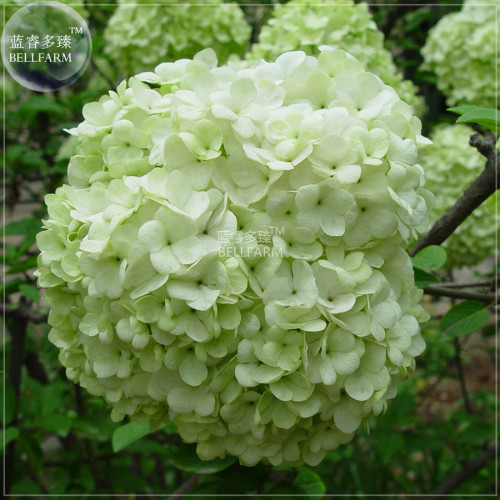 BELLFARM Green Hydrangea Flower Seeds, 20 seeds, professional pack, giant big blooms perennial shrubs garden plants BD170H