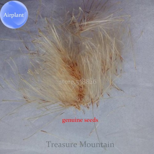 Lonantha Mexican Air Plant, 5 seeds, beautiful booms green red purple colors on a plant TS241T