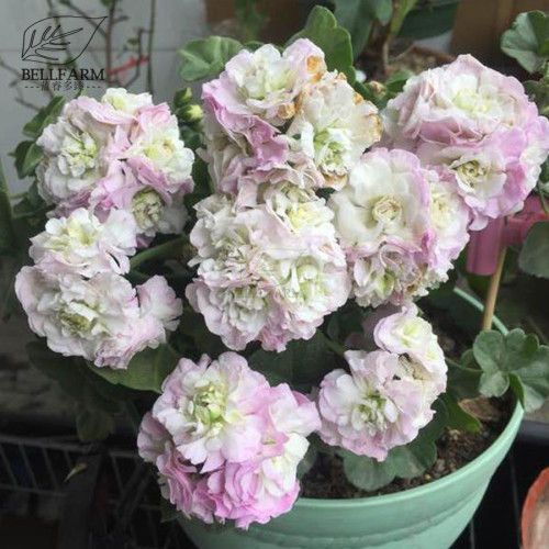 BELLFARM Geranium Light Purple White Light Green Big Blooms Perennial Flowers Seeds, 10pcs Strong Fragrant Garden Flowers