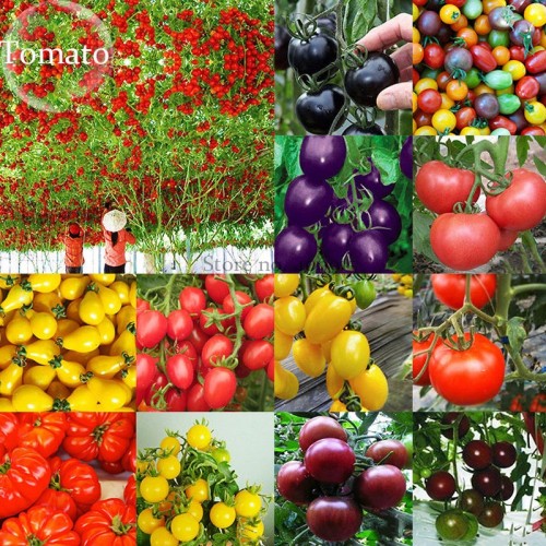 Mixed 24 Types Organic Tomato, 100 seeds, tasty edible heirloom tomato E3756