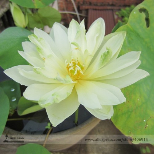 Very Rare White Nelumbo Nucifera Lotus Flower with Green End Seeds, Professional Pack, 1 Seed / Pack, Fragrant Lotus E142