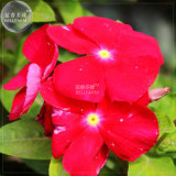 BELLFARM Red Periwinkle Catharanthus roseus Perennial Herb Flowers Seeds, 20 Seeds, original pack, full seasons blooms A294