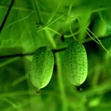 New Rare Green Mini Thumb Organic Watermelon Seeds, Professional Pack, 8 Seeds / Pack, Pineapple Tasty Juicy Fruit E3014