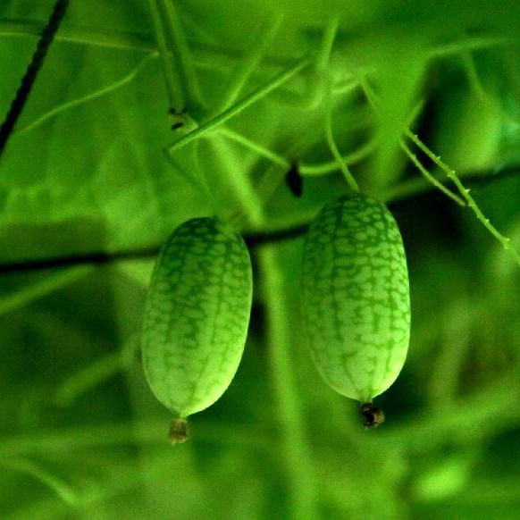 New Rare Green Mini Thumb Organic Watermelon Seeds, Professional Pack, 8 Seeds / Pack, Pineapple Tasty Juicy Fruit E3014