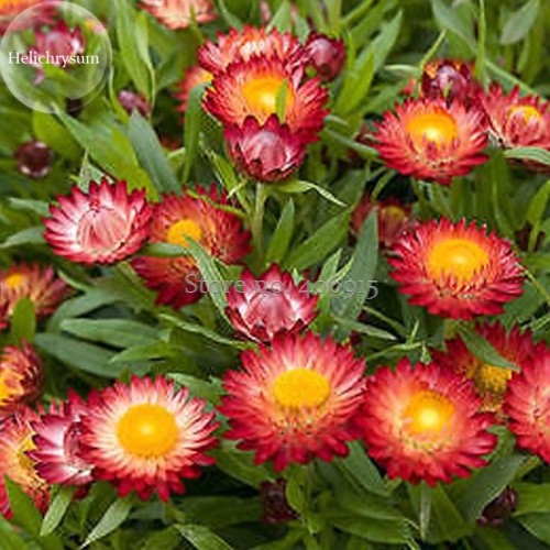 Rare Fire Red Helichrysum Strawflower Annual Flower with golden eye, 30 Seeds, herbal edible ornamental flowers E3720