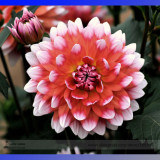 Heirloom Rare Different Types of Dahlia Flower Hybrid Seeds, Professional Pack, 50 Seeds / Pack, 100% True Varieties E3238