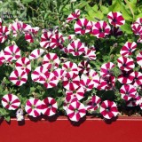 Petunia Compacta Nana F2 Petunia Star Dwarf Mixed Seeds, Professional Pack, 200 Seeds E4023