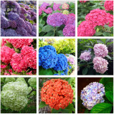 BELLFARM 20+ Mixed 9 Types of Hydrangra Seeds, Professional Pack, perennial garden wedding party flower plant BD007H