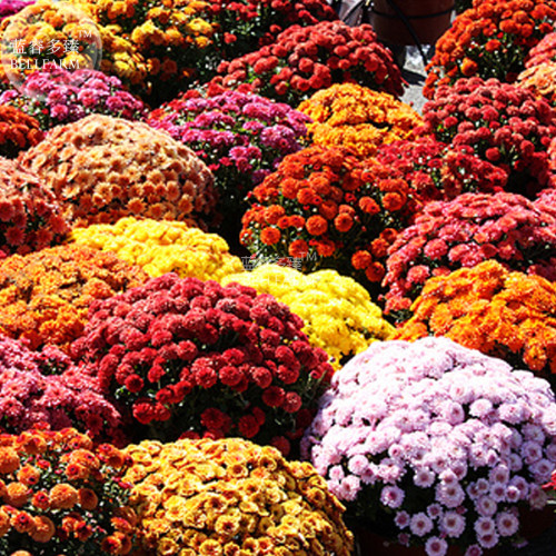 BELLFARM Dendranthema Grandiflorum Mixed Flower Seeds, 250 seeds, mixed 12 types of ground-cover chrysanthemum