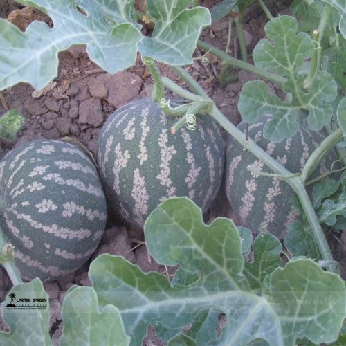 Color Skin Red Inside Middle Sweet Juicy Watermelon 'Ling Long Ha' Organic Seed, 1 Professional Pack, 20 Seeds / pack, 14% Sugar