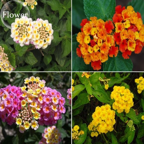 Mixed Colorful Lantana Camara Perennial Plants, 10 Seeds, Garden White Yellow Pink Orange Flowers E3803