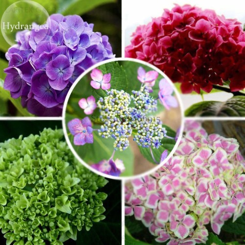 Mixed Beautiful Hydrangea Big Blooming Flowers, 15 seeds, garden plants attracting butterflies E3728
