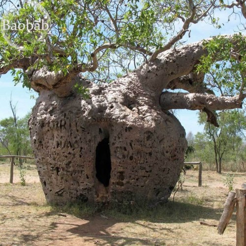 Adansonia Gregorii Baobab, 2 seeds, giant succulent tree E3744