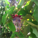 BELLFARM Passiflora Alata Winged-stem Passion Flower Seeds, 30 seeds, professional pack, fragrant grenadilla red flowers BD171H